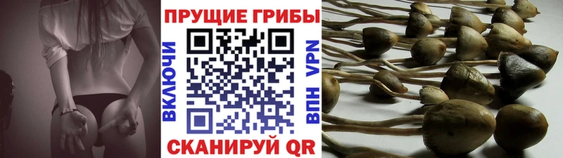 сколько стоит  Евпатория  Галлюциногенные грибы Psilocybine cubensis 
